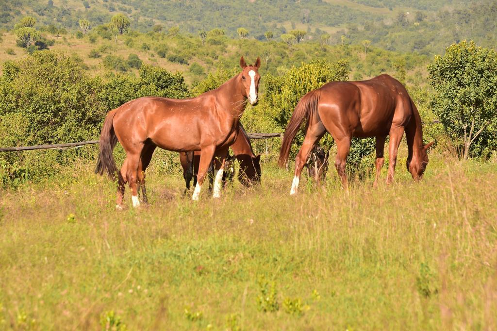 Вілла Olepangi Farm Наньюкі Екстер'єр фото
